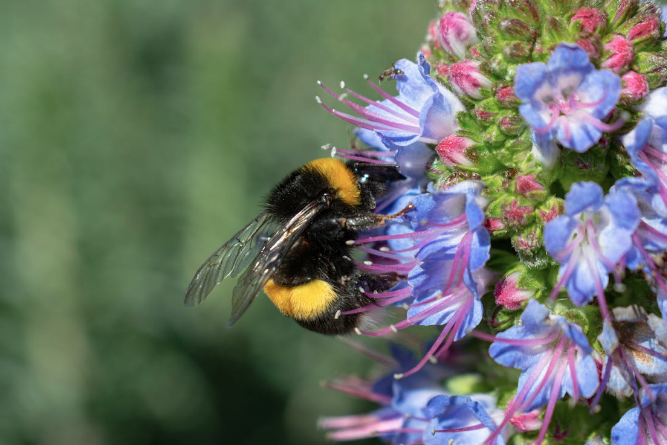 Honey - mango flower 1 LT 