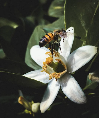 Honey Lemon blossom (1.2 kg/2.64lbs)