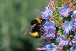 Honey - mango flower 500 ml