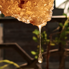 Honey  - Sunflower 1 LT