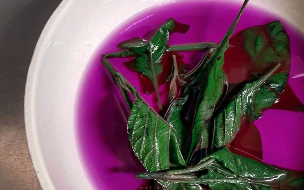 Muicle leaves for tea/ infusions- (50 gr / 0.11lbs)