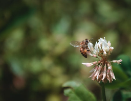 Miel de Flor de Tamarindo 1 LT - Montelargo