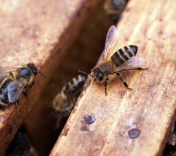 Miel de Flor de Mezquite 500 ml  - Montelargo