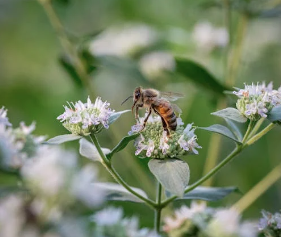 Honey - Cicua flower (1.2 kg/2.64lbs)