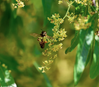 Miel de flor de aguacate 1 LT   - Montelargo