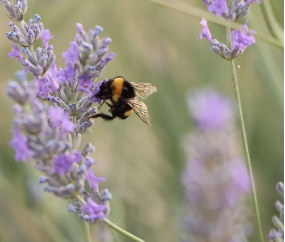 Honey - wild sage flower  (500 gr / 1.1 lb) 