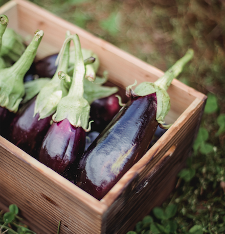 Eggplant (500gr/1.1lbs)