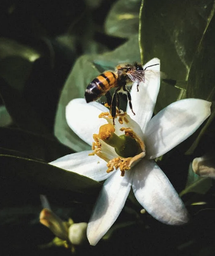 Honey Lemon blossom 1 LT