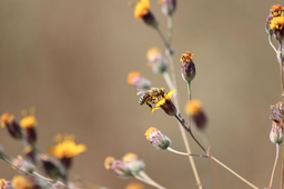 Miel de Flor Multiflora 1 LT - Montelargo