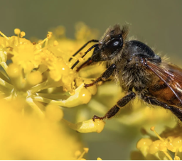 Honey -  Yellow Rockrose 1 LT 