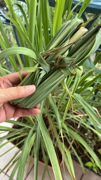 Hierba limón fresca - Manojo (100 gr / 0.22lb aprox) 