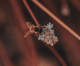 Miel de Flor de roble rojo 500 ml  - Montelargo 