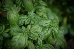 Basil - Bunch (100 gr / 0.22lb aprox)